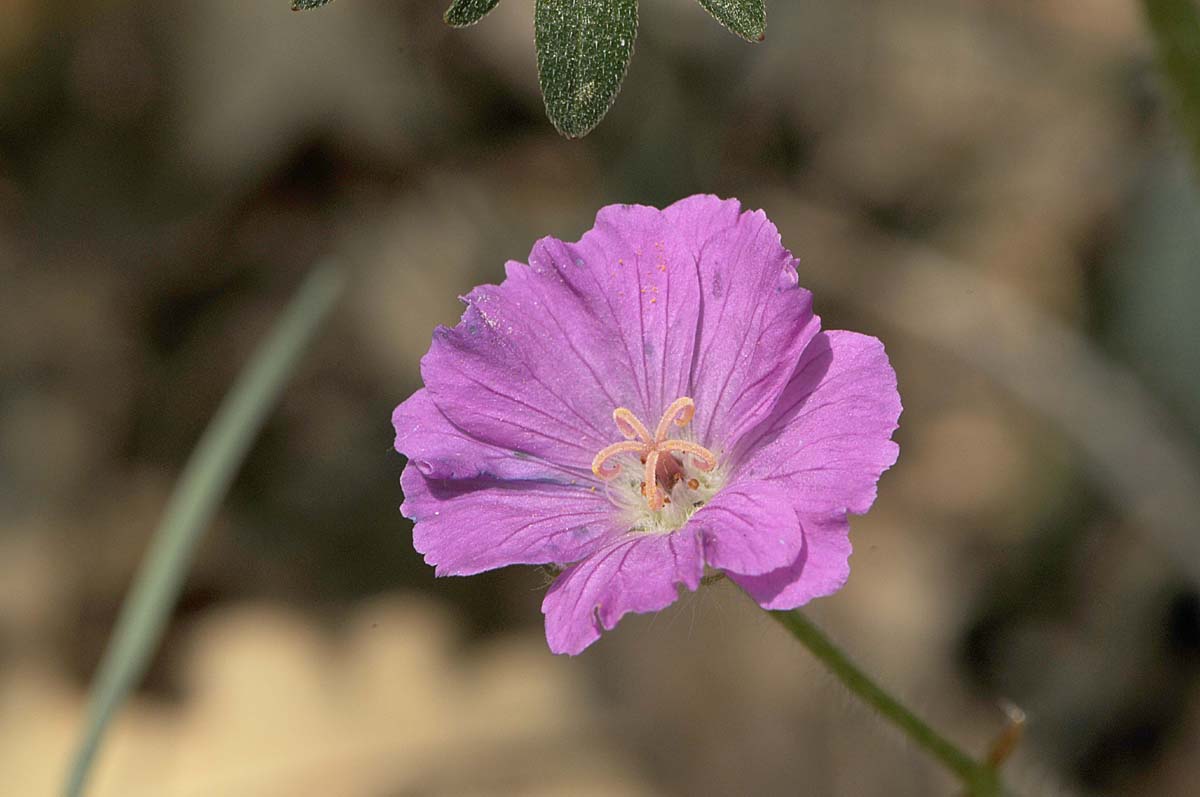 Geranium sanguineum L.