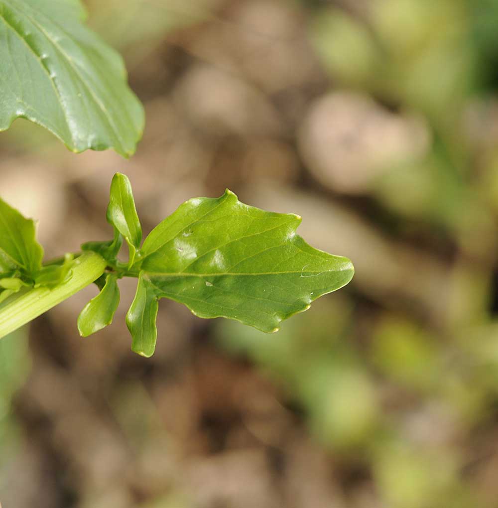 Barbarea vulgaris / Erba di Santa Barbara comune