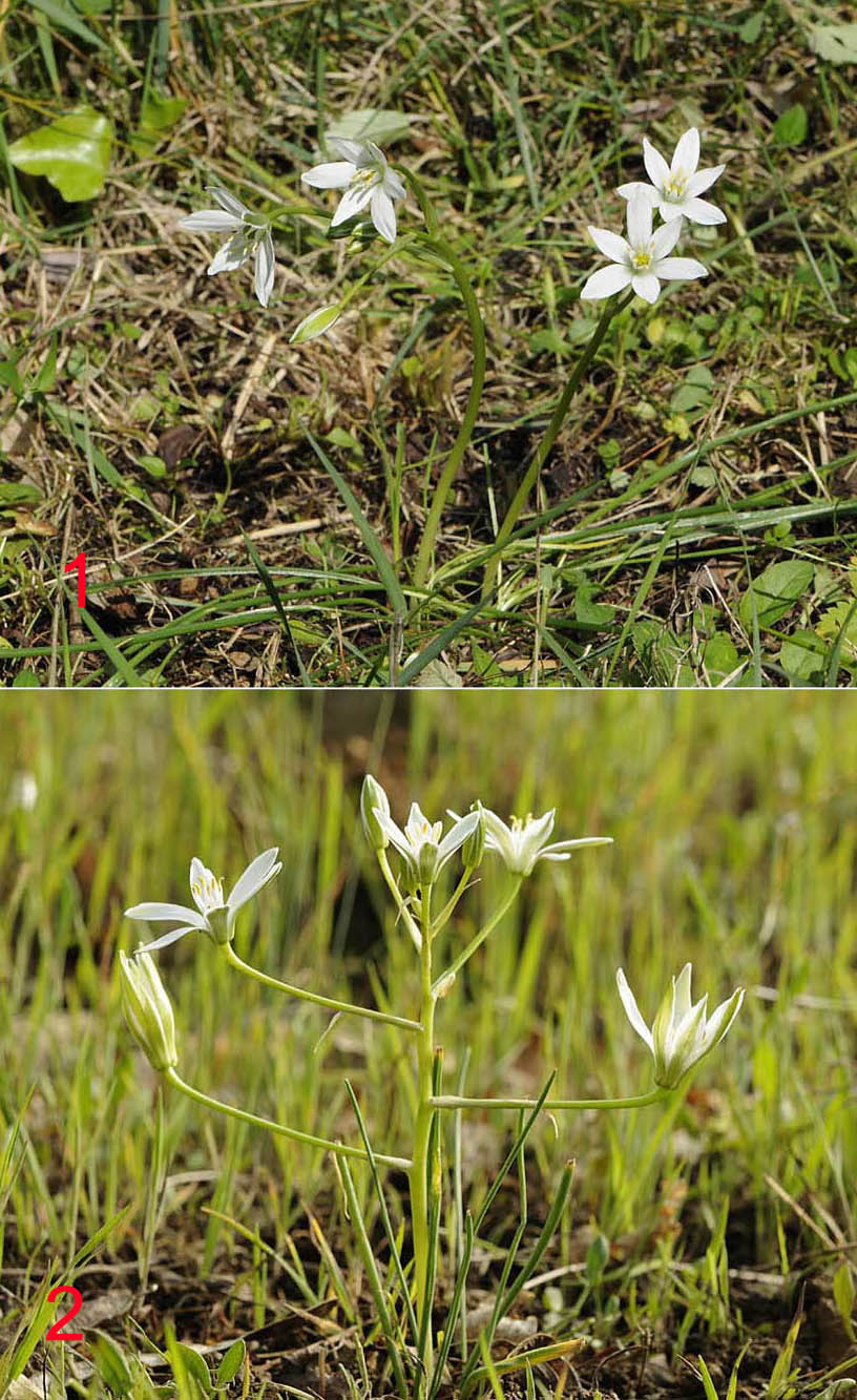 Ornithogalum