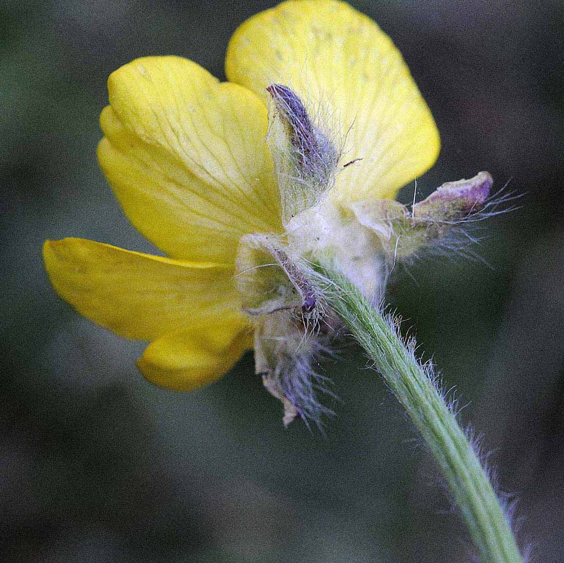 Ranunculus bulbosus / Ranuncolo bulboso