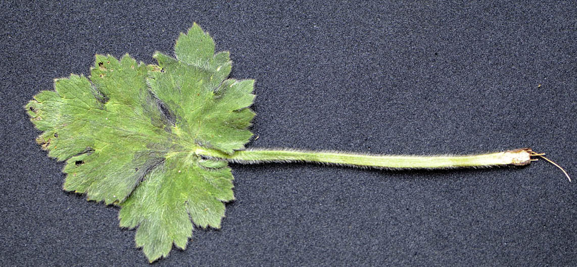 Ranunculus velutinus / Ranuncolo vellutato