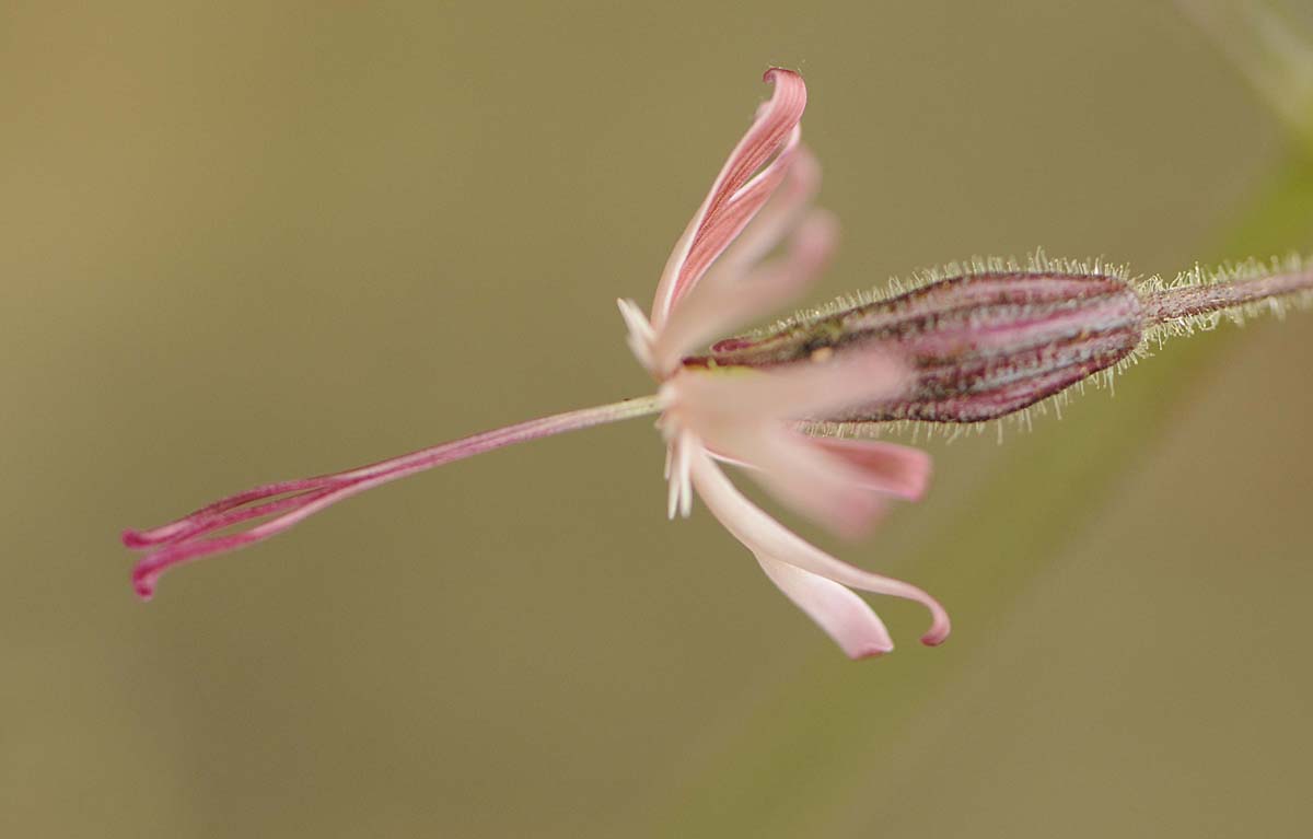 Silene nutans?