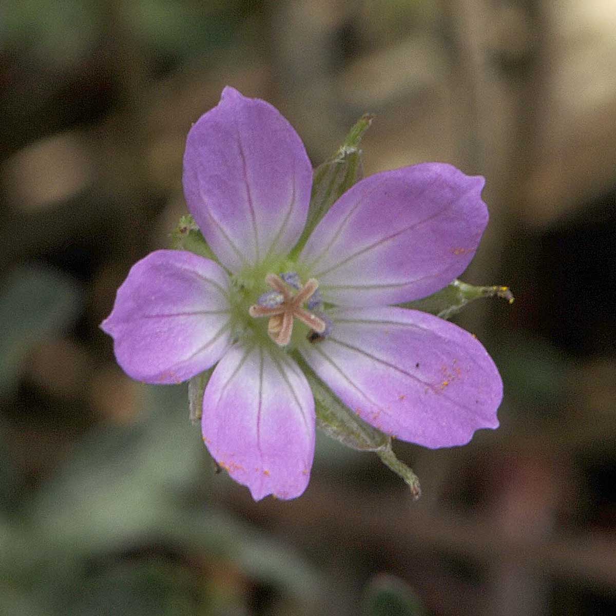 Un Geranium un p strano: Geranium columbinum