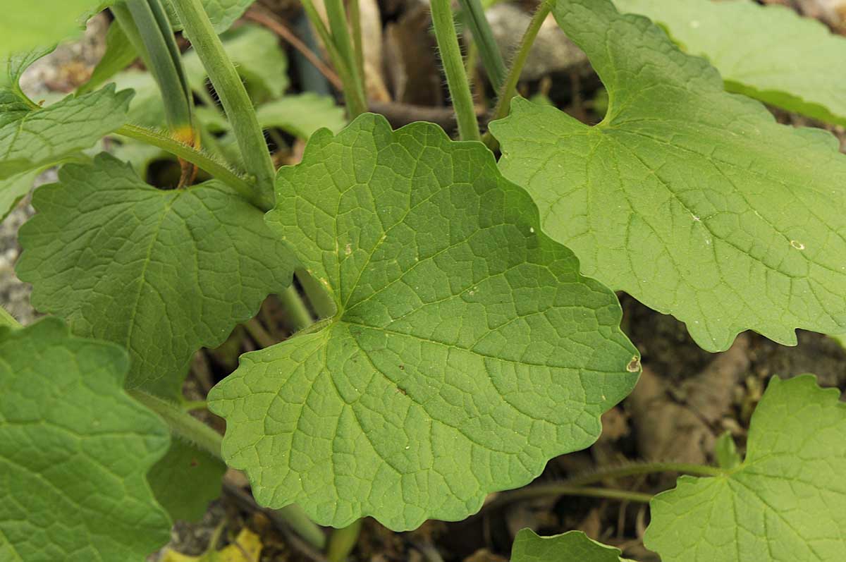 Alliaria petiolata (M. Bieb.) Cavara & Grande