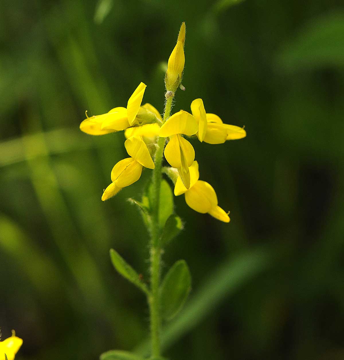 Genista germanica / Ginestra spinosa