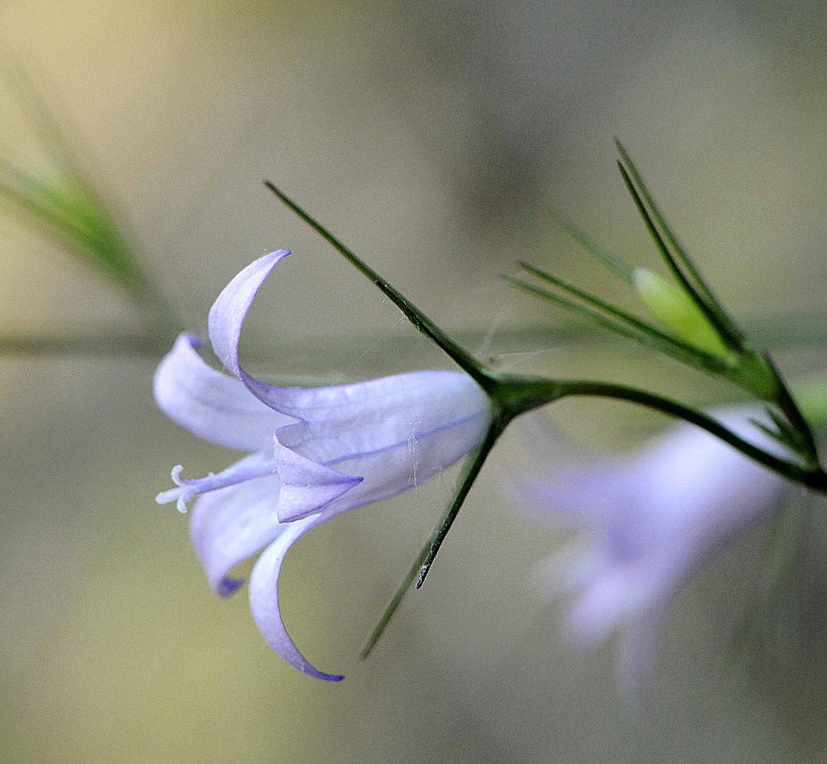 Campanula rapunculus