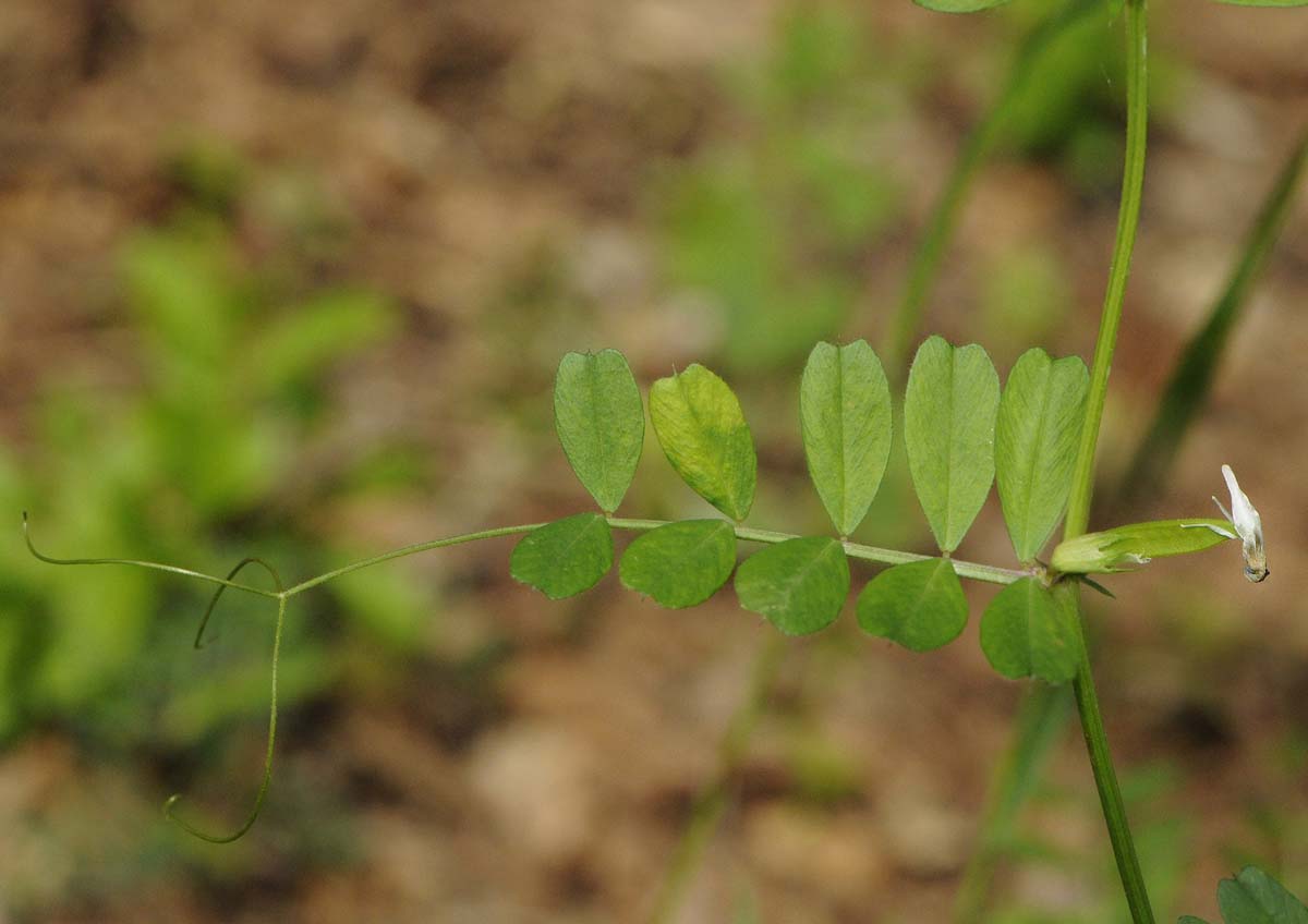 Vicia sativa subsp nigra