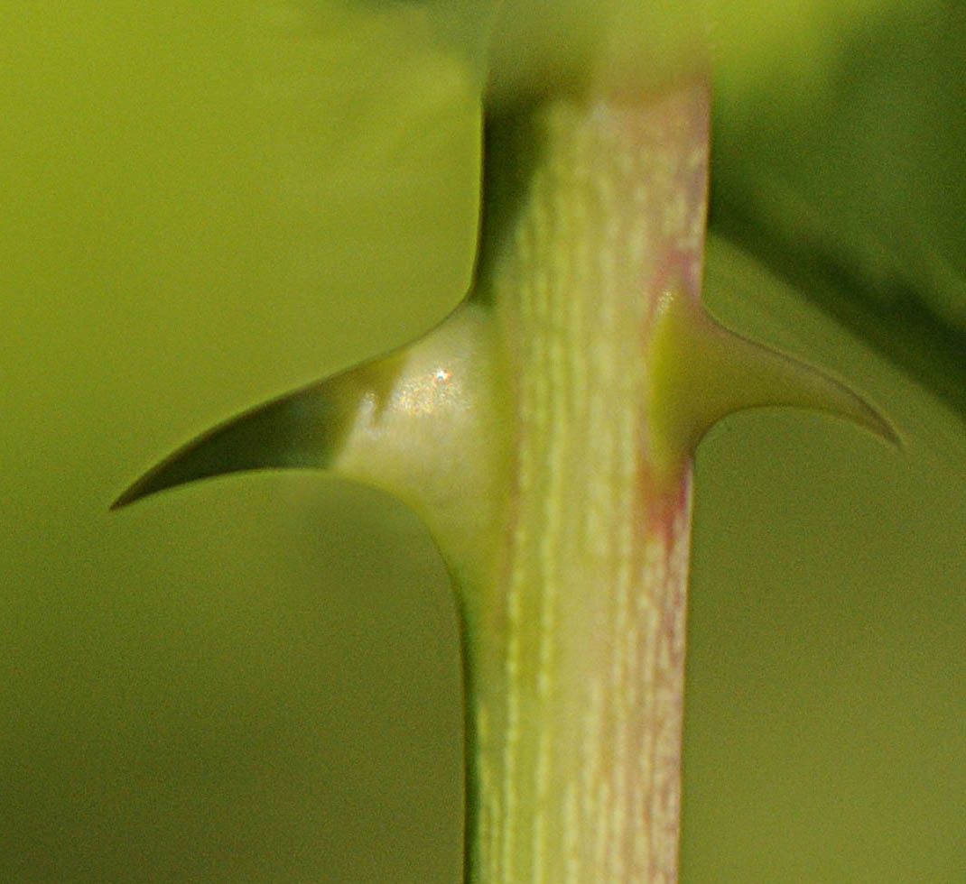 Rosa canina / Rosa canina