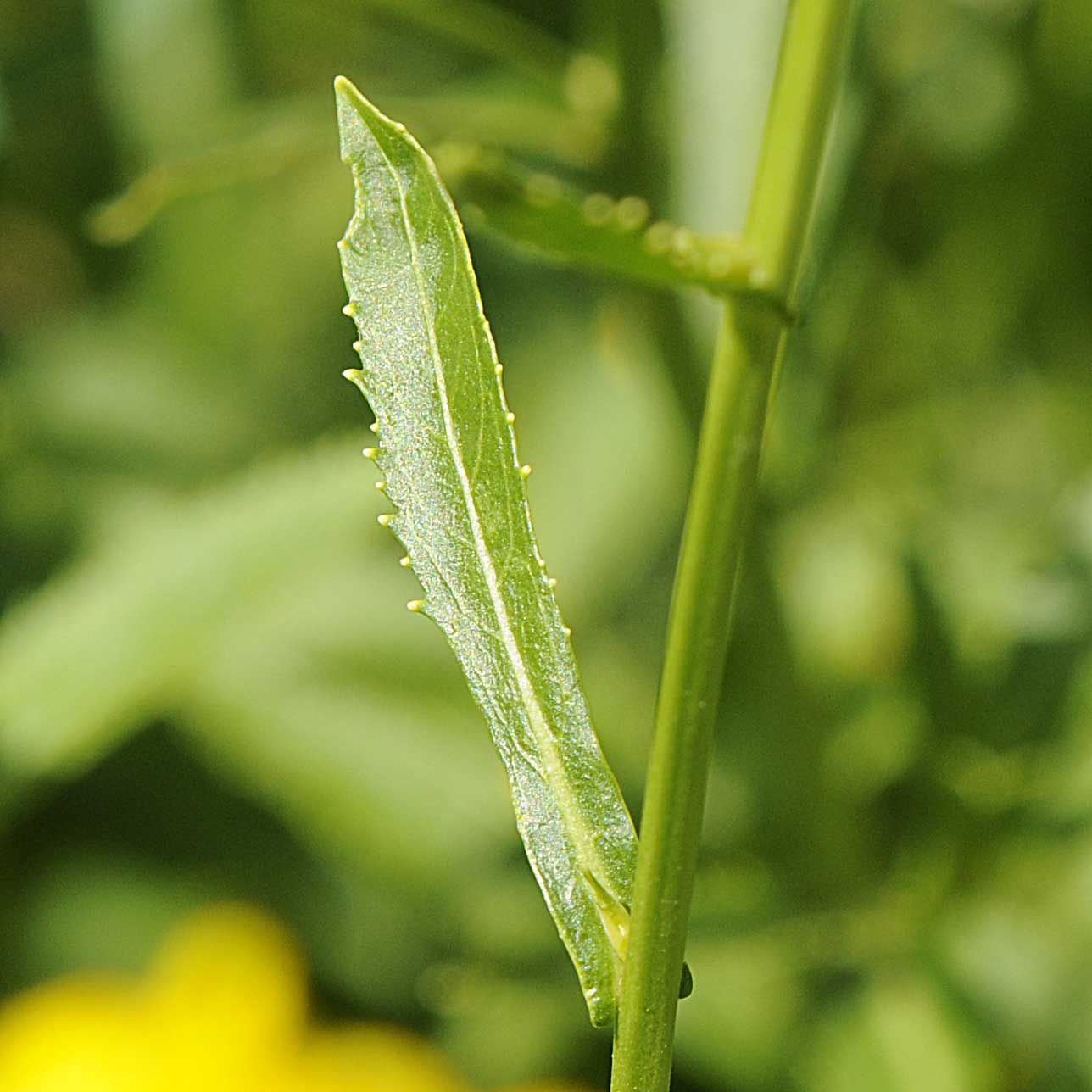 Rorippa austriaca / Crescione austriaco