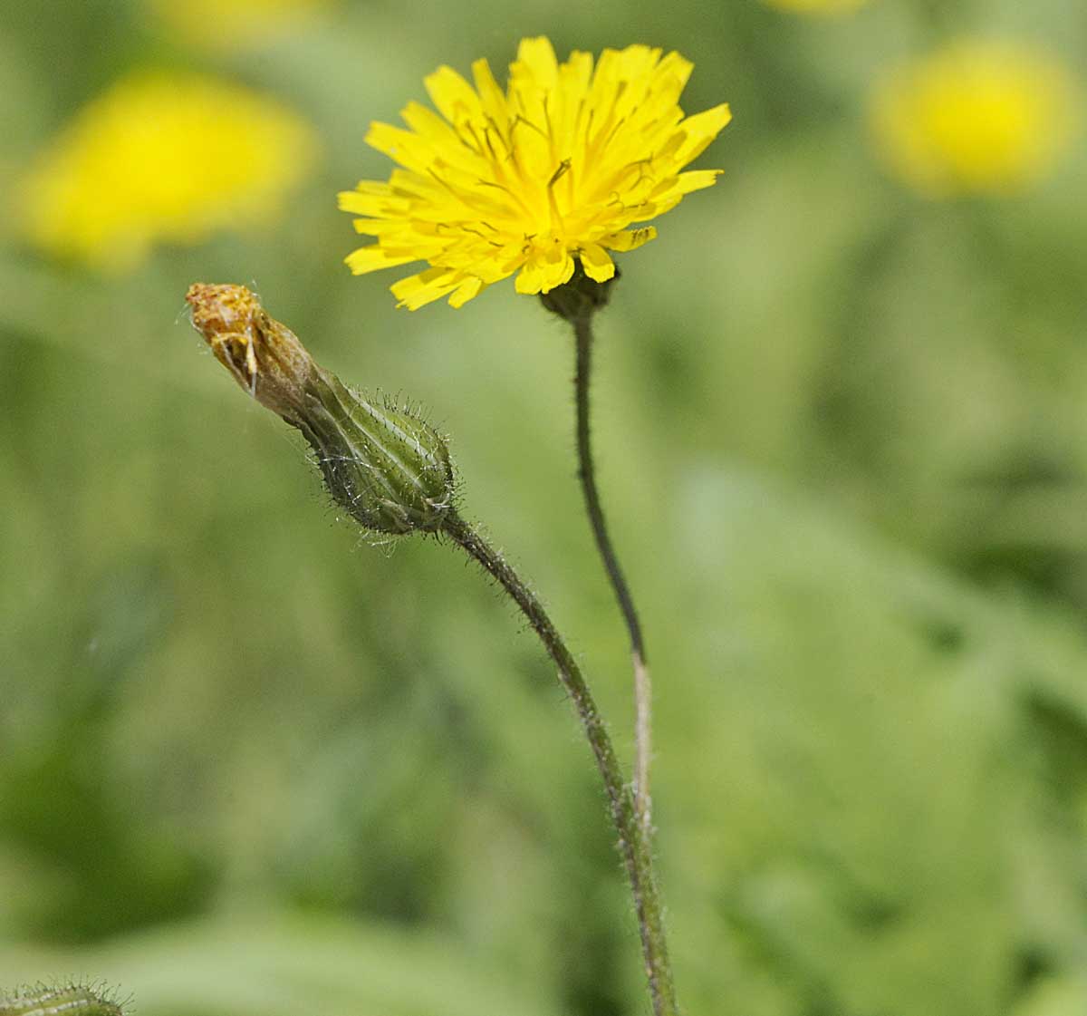 Crepis sancta