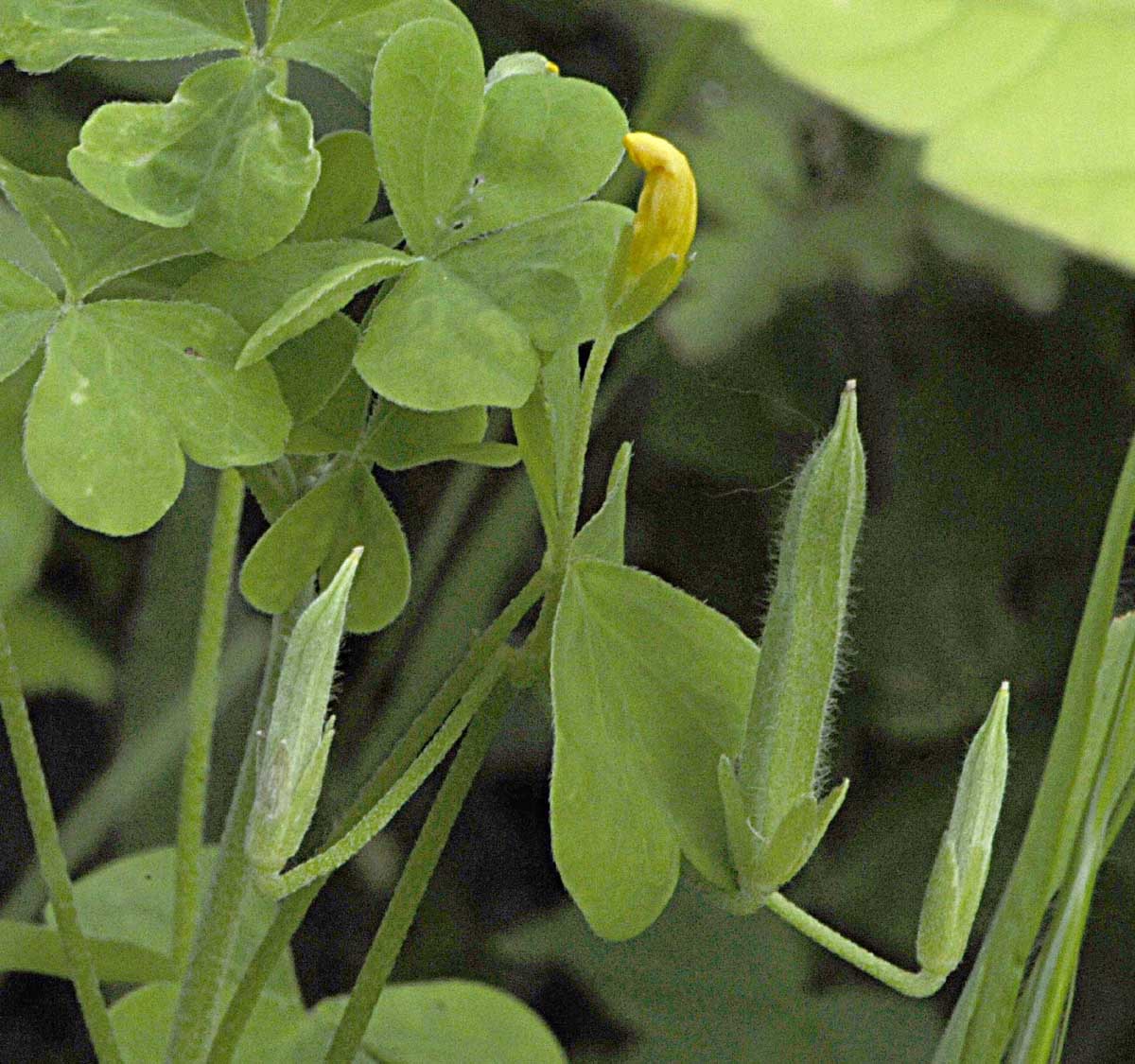 Oxalis dillenii / Acetosella di Dillenius