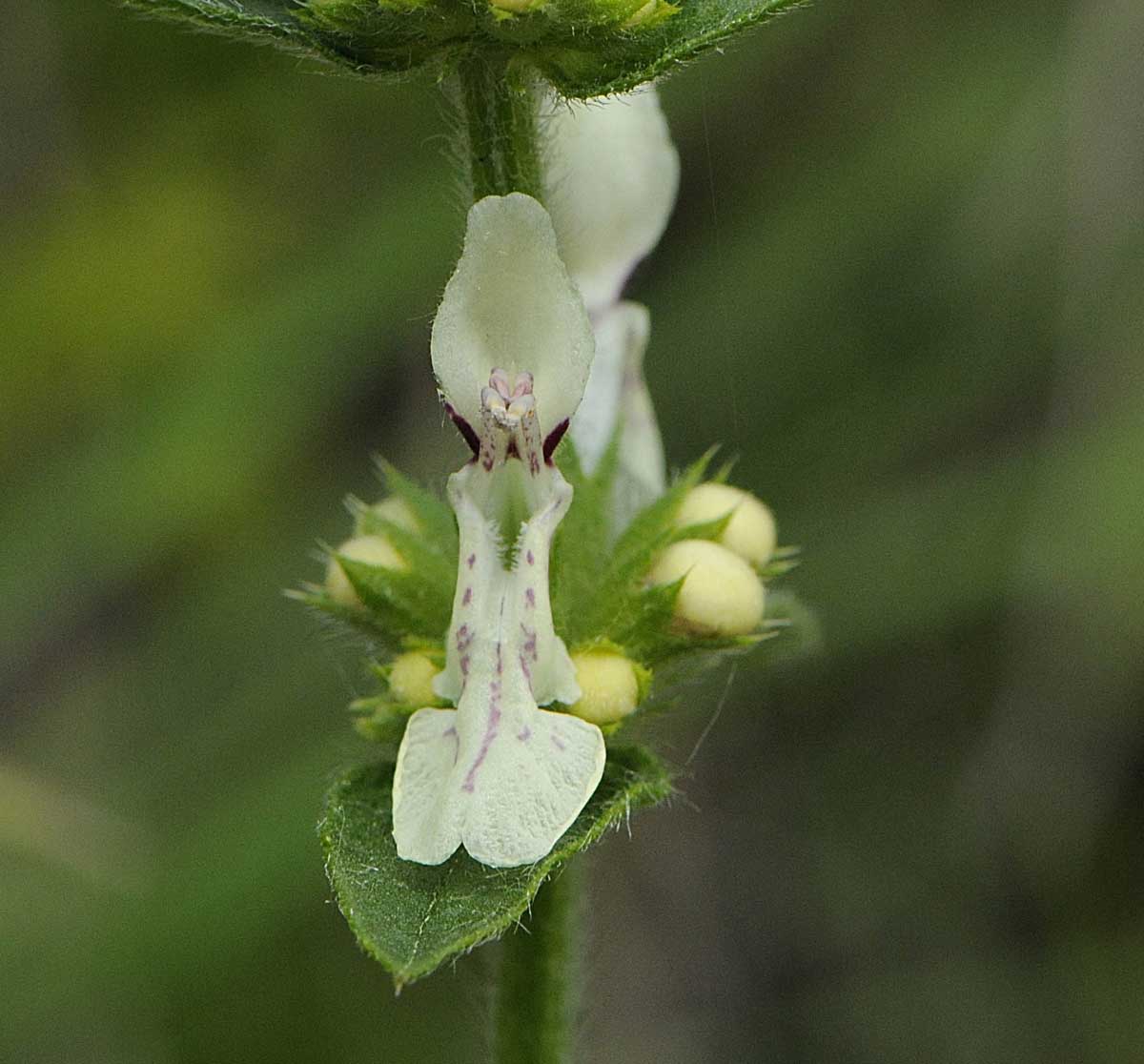 Stachys recta s.l.