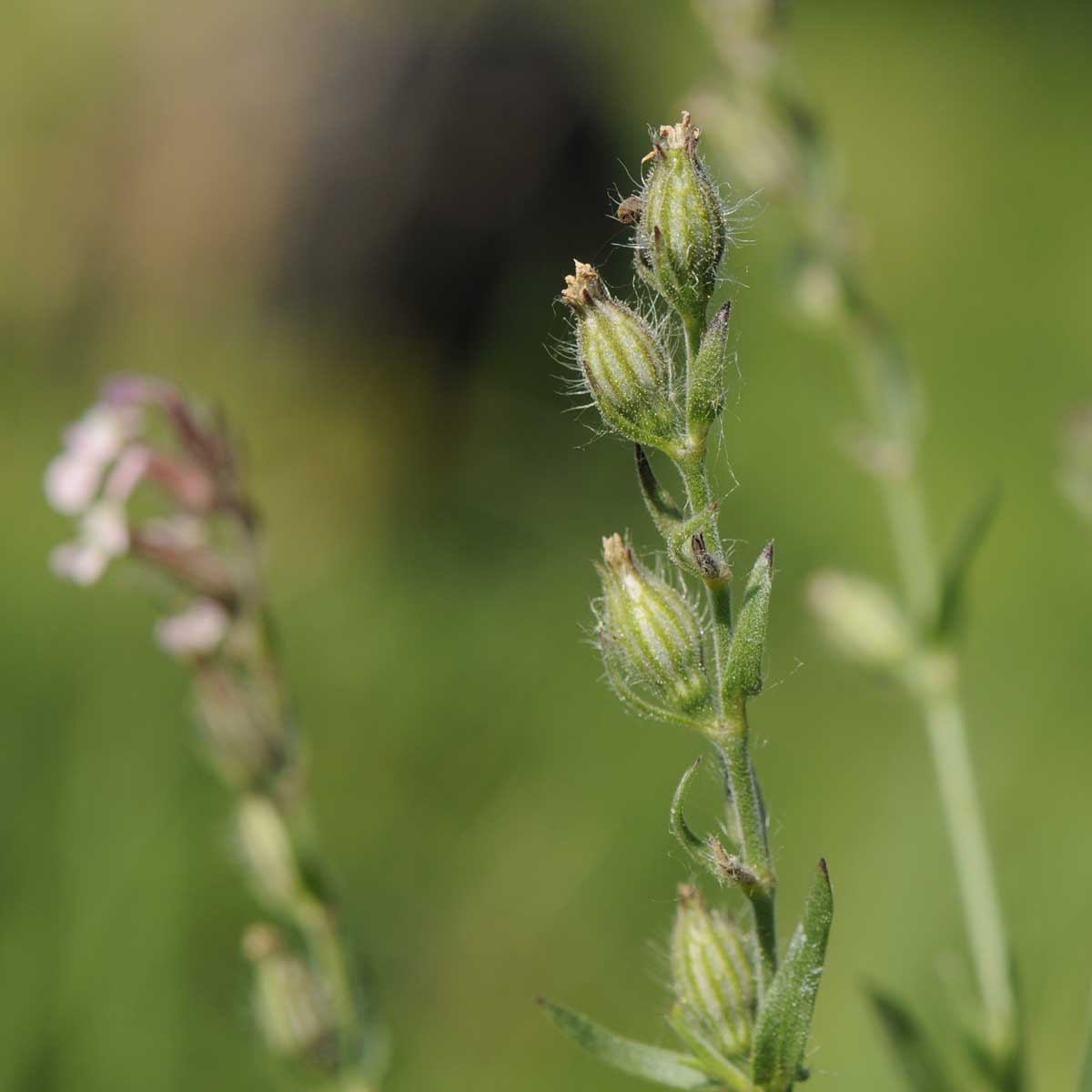 Silene gallica