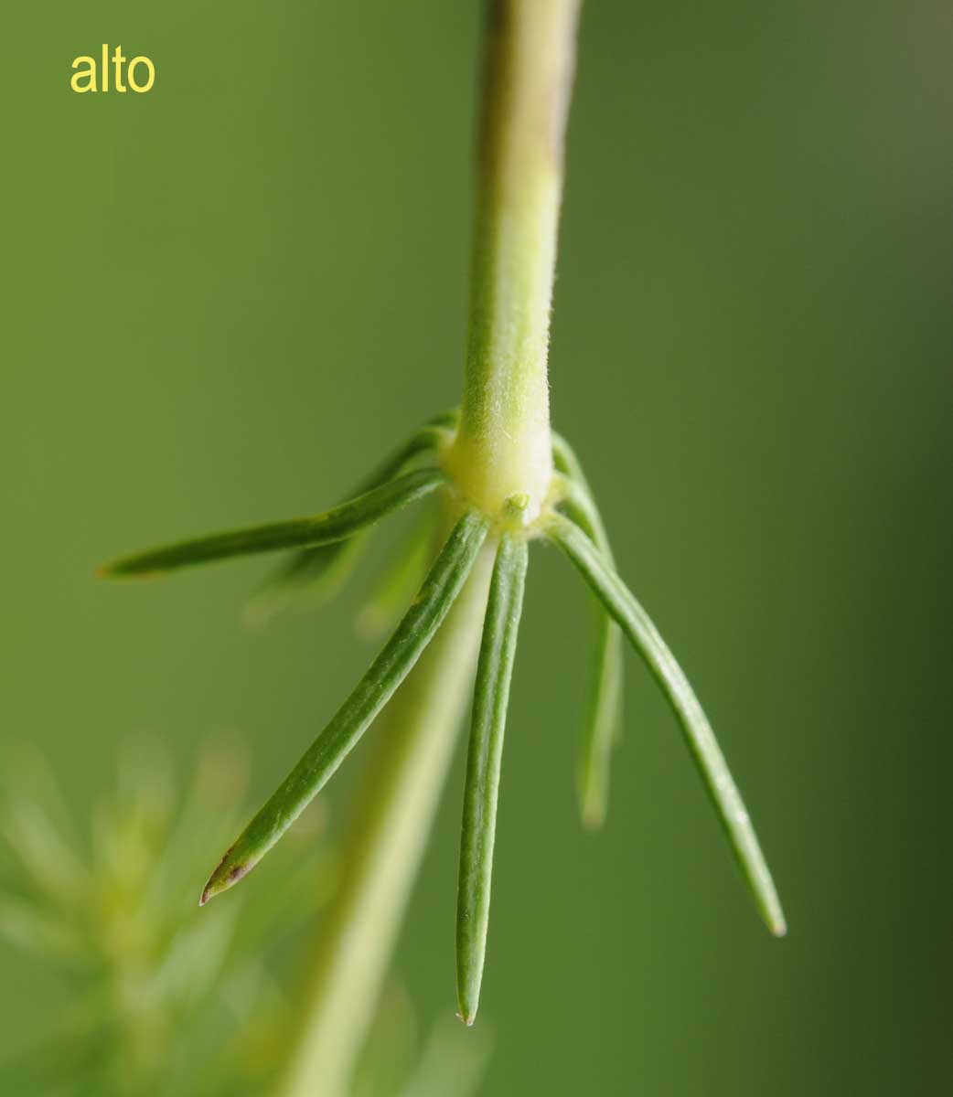 Galium verum?