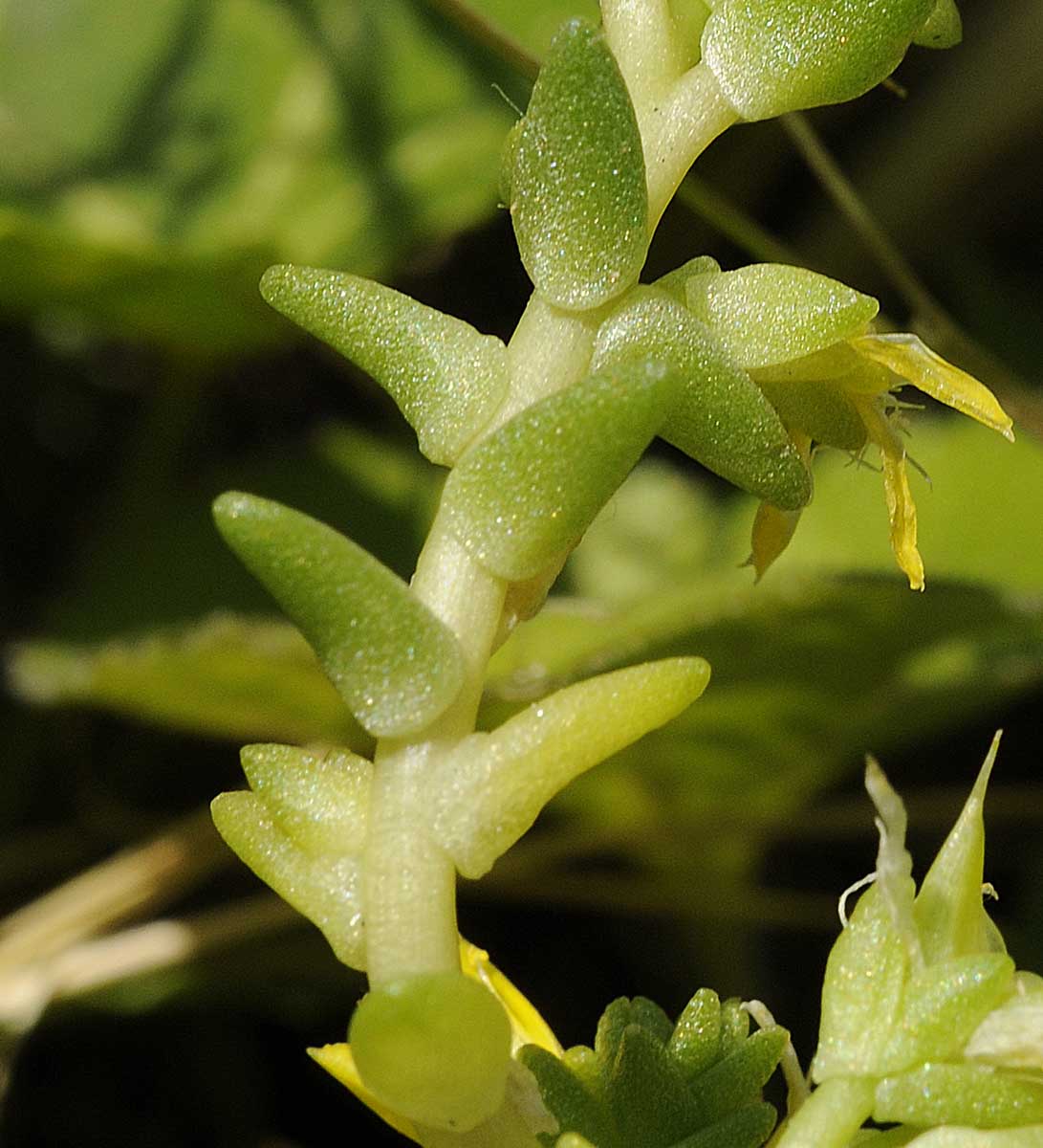 Sedum sexangulare / Borracina insipida