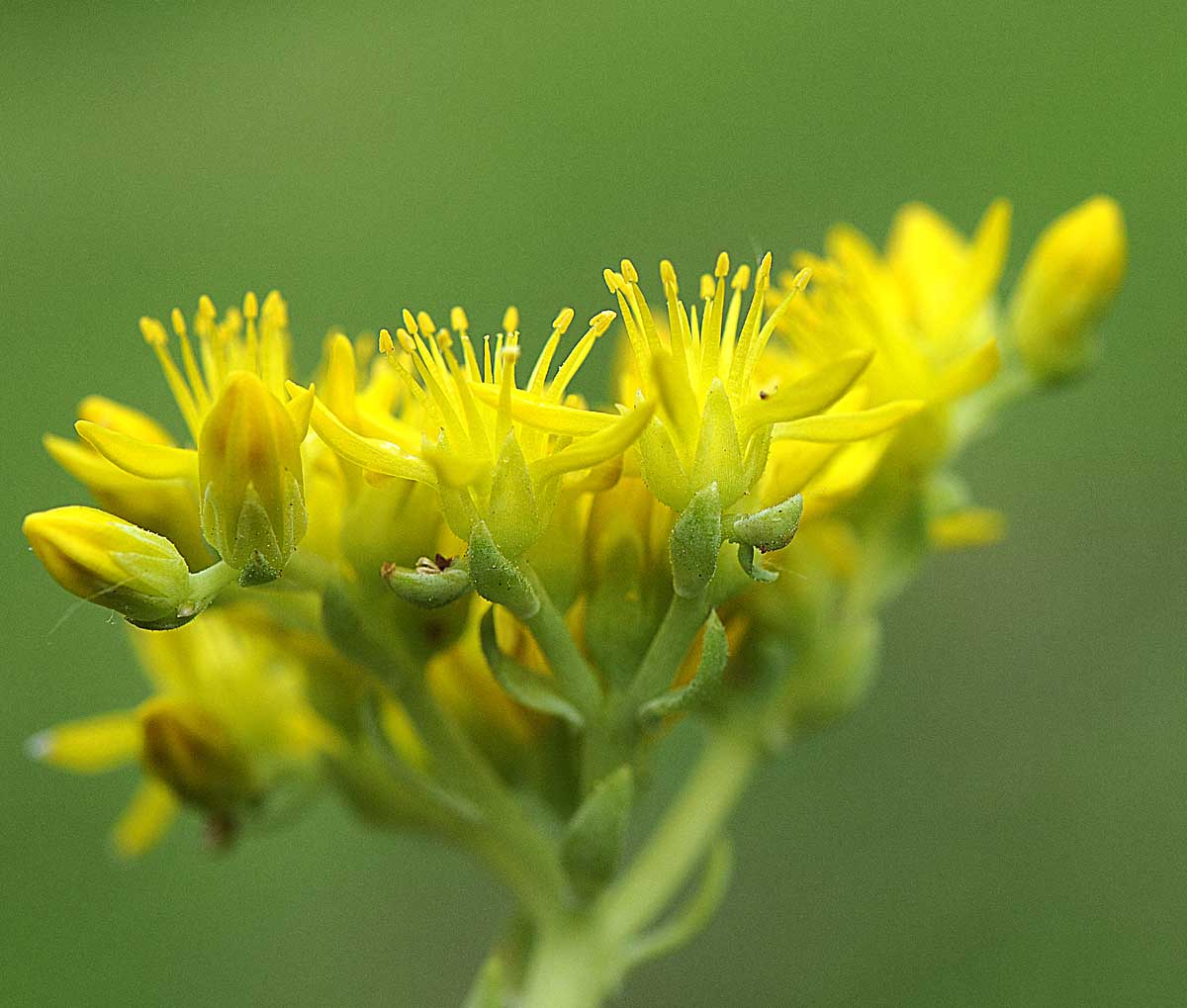 Petrosedum montanum (=Sedum motanum) / Borracina montana