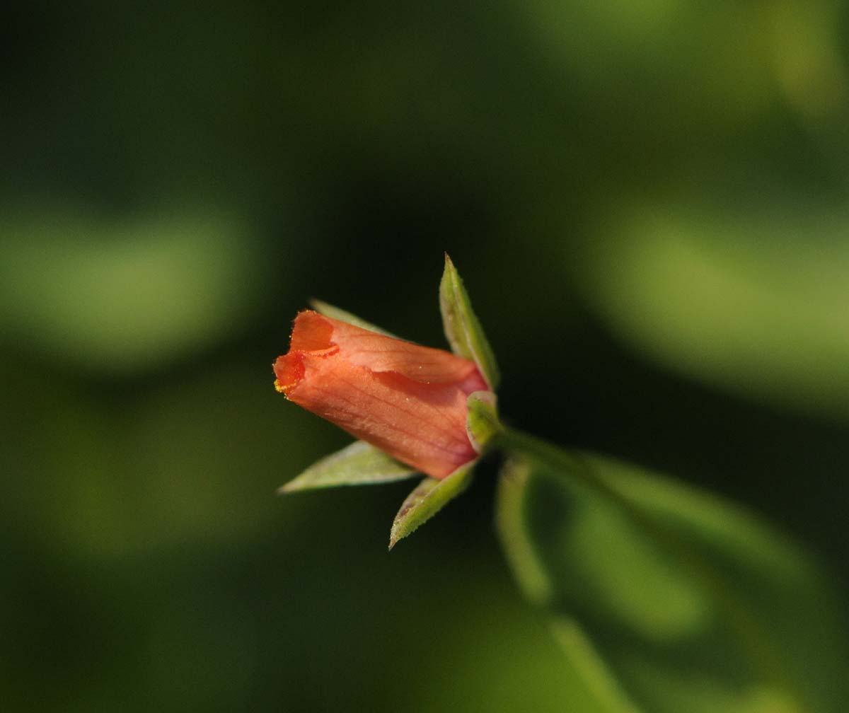 Lysimachia (=Anagallis) arvensis