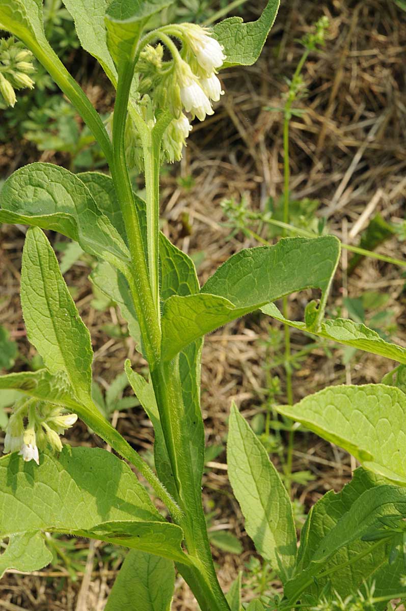 Symphytum officinale / Consolida maggiore