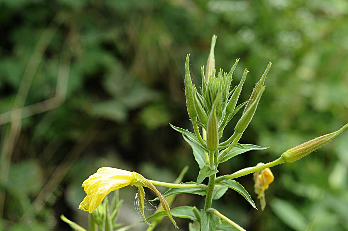 Oenothera glazioviana / Enagra di Lamark