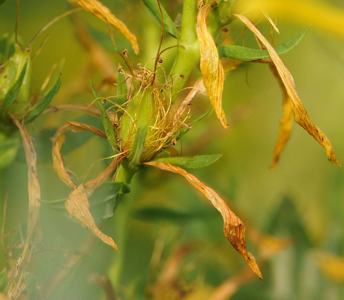 Hypercum perforatum subsp. perforatum  o  angustifolium?