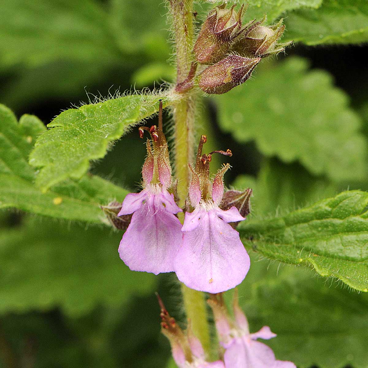 Teucrium chamaedris