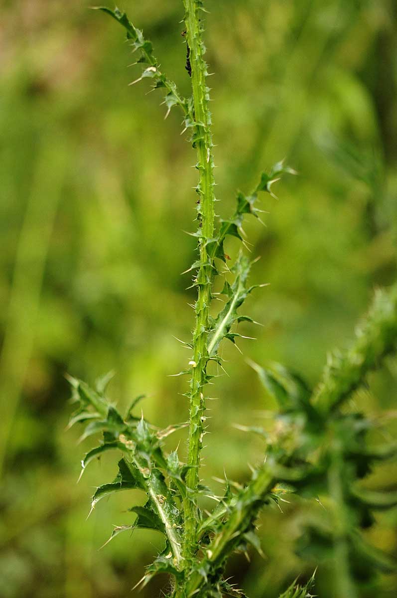 Carduus nutans subsp. leiophyllus (=macrolepis) / Cardo rosso con squame grandi