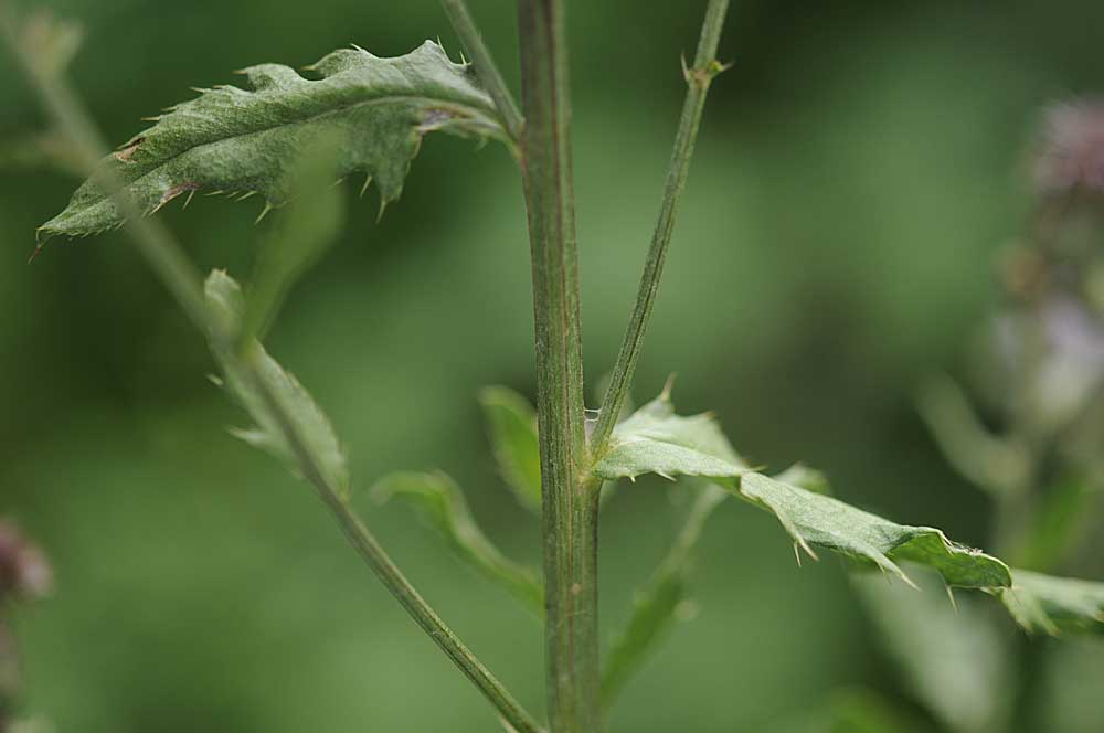 Cirsium arvense