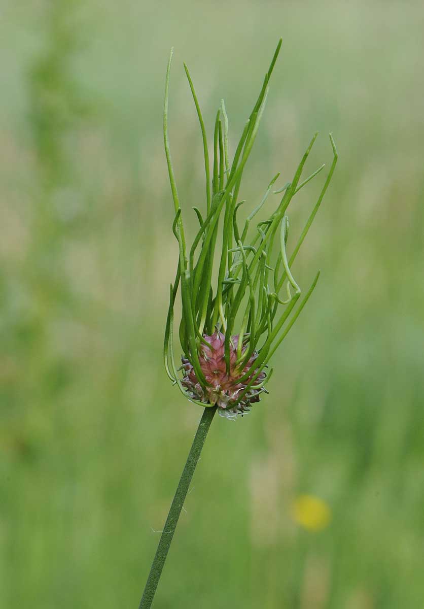 Allium vineale / Aglio delle vigne