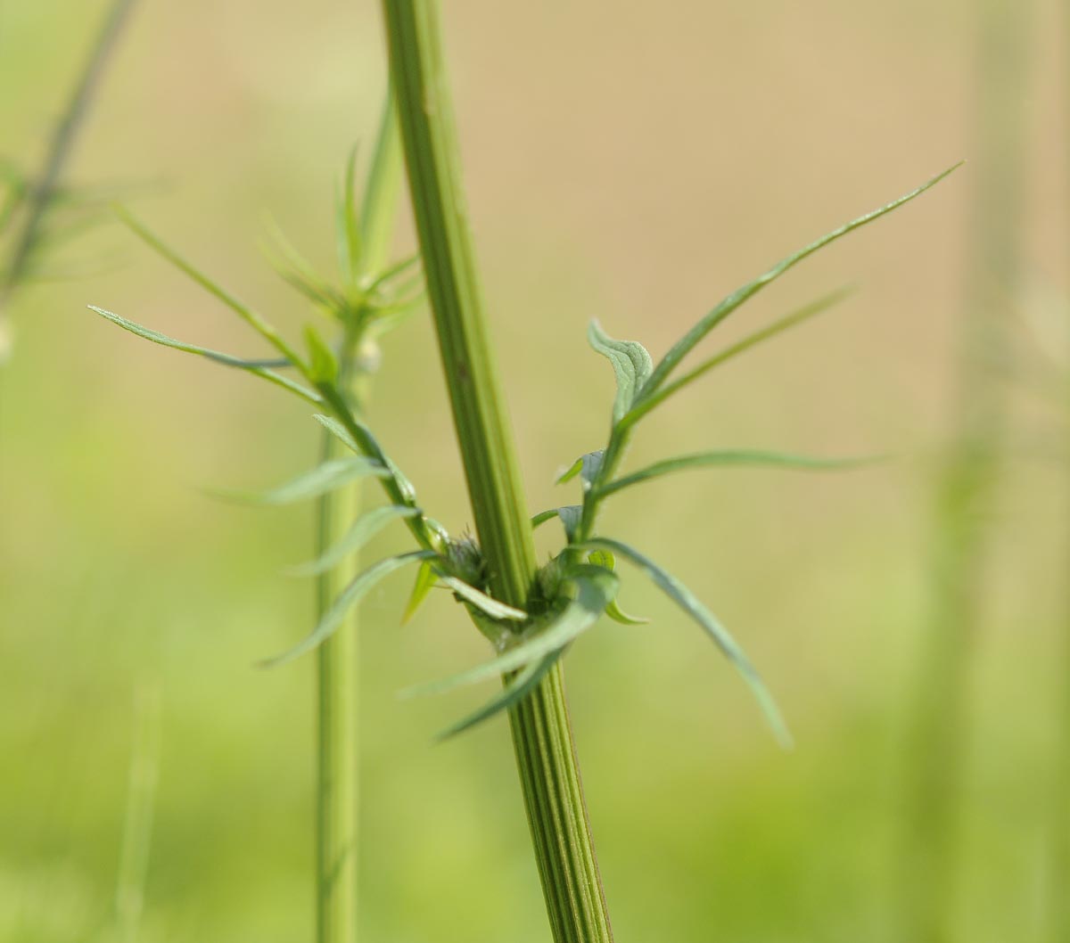 Valeriana officinalis / Valeriana comune