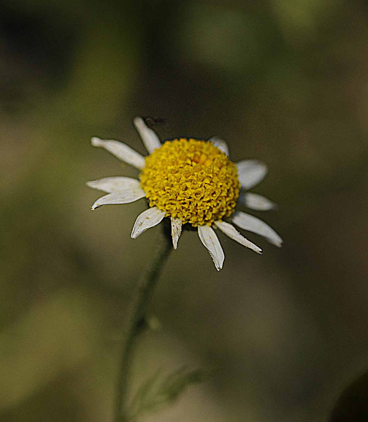 Matricaria chamomilla