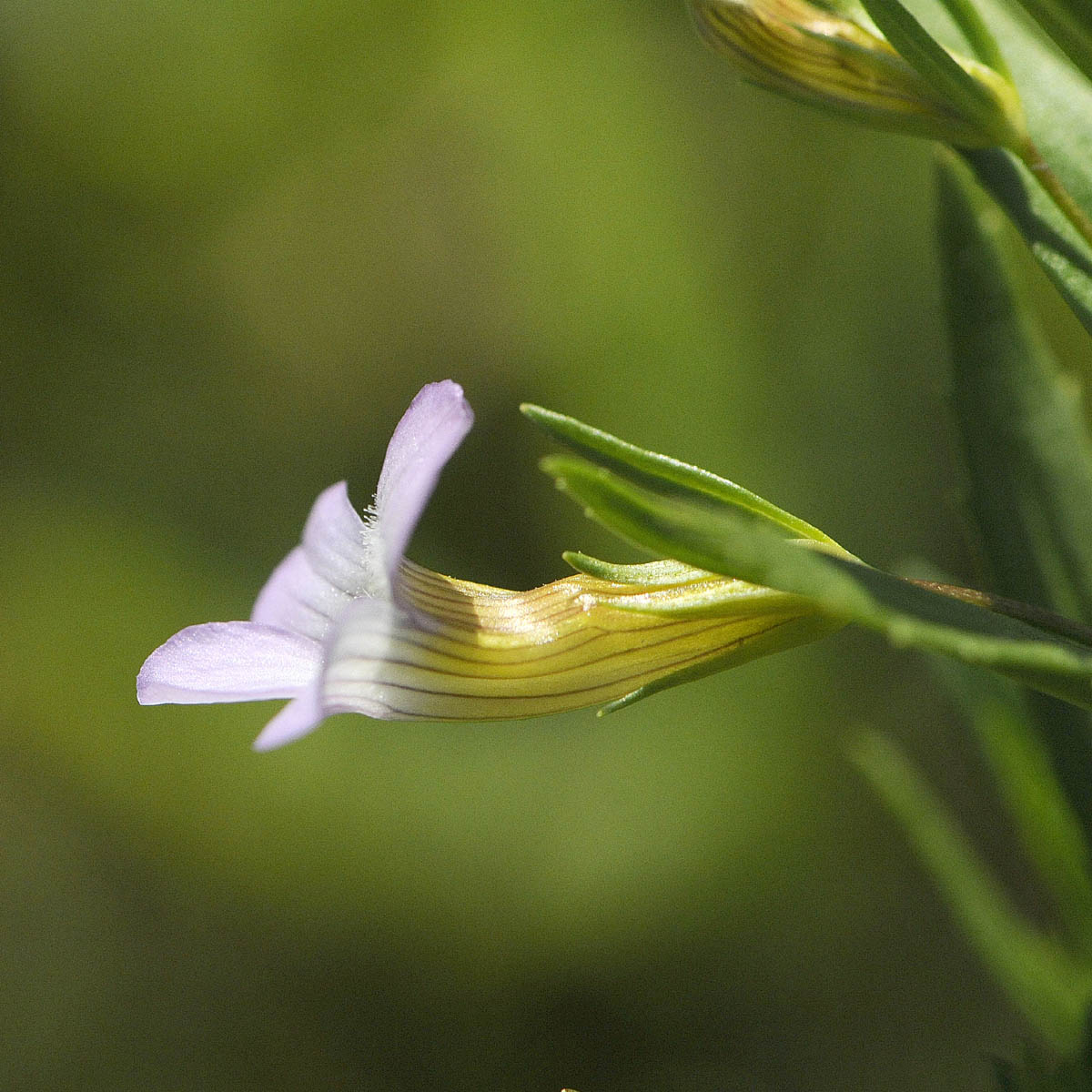 Gratiola officinalis / Gratiola, graziella