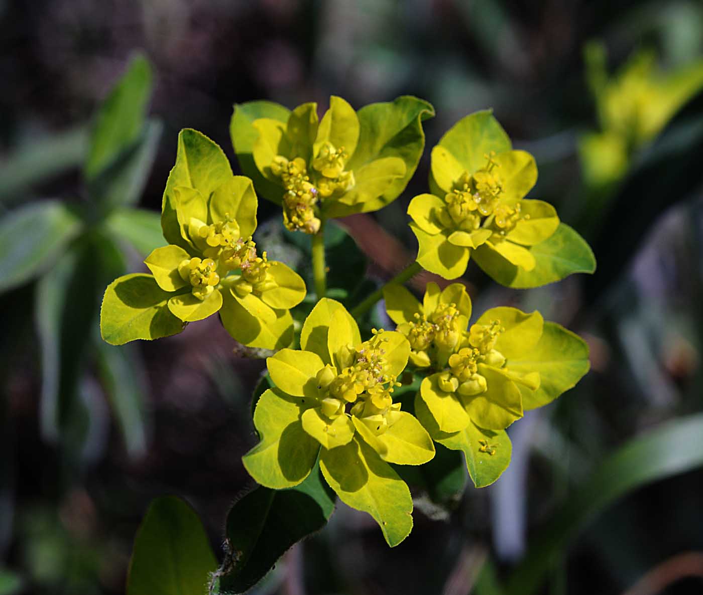 Euphorbia verrucosa / Euforbia verrucosa