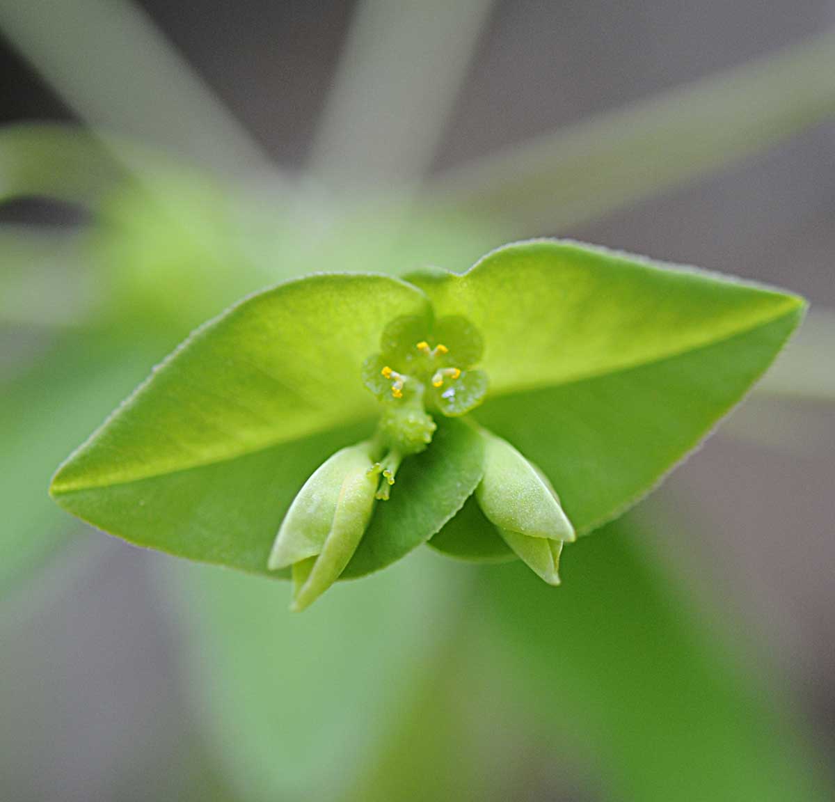 Euphorbia dulcis