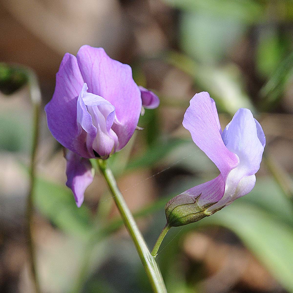 Lathyrus vernus / Cicerchia primaticcia