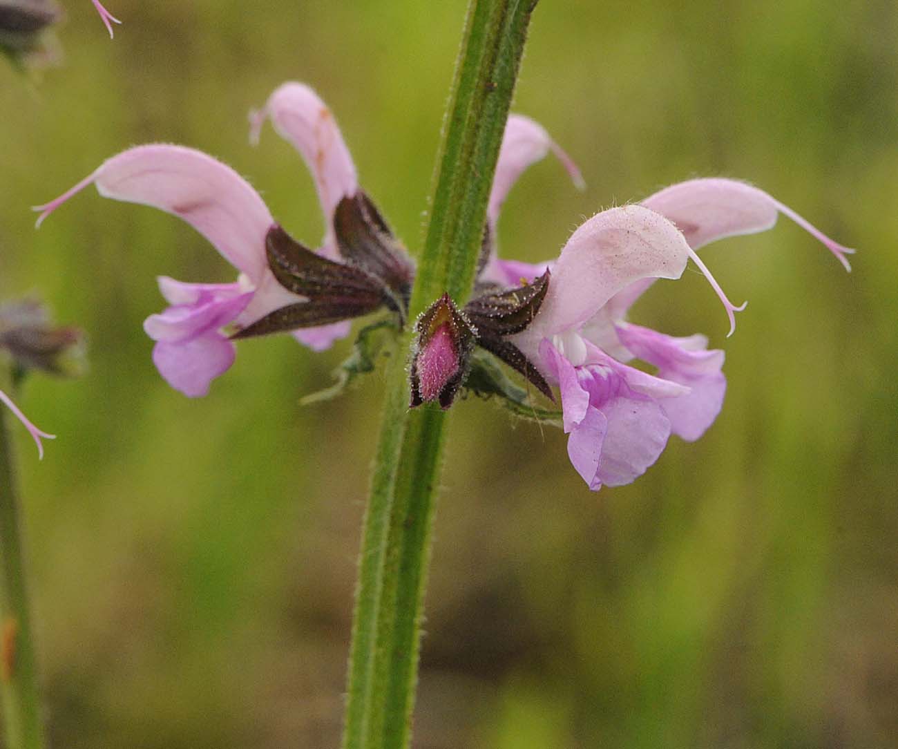 Salvia... rosa - Salvia pratensis L.