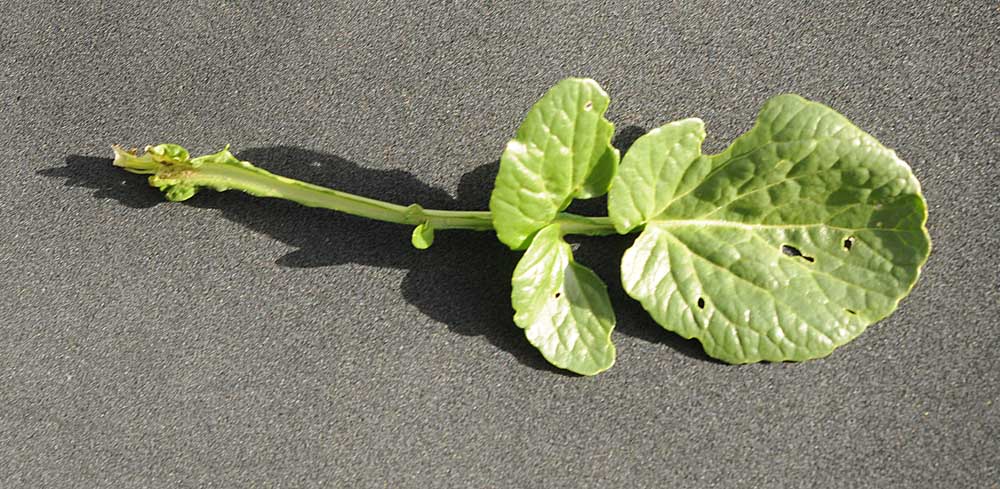 Barbarea vulgaris / Erba di Santa Barbara comune