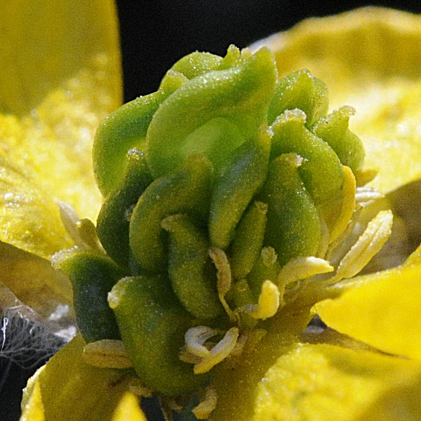 Ranunculus bulbosus / Ranuncolo bulboso