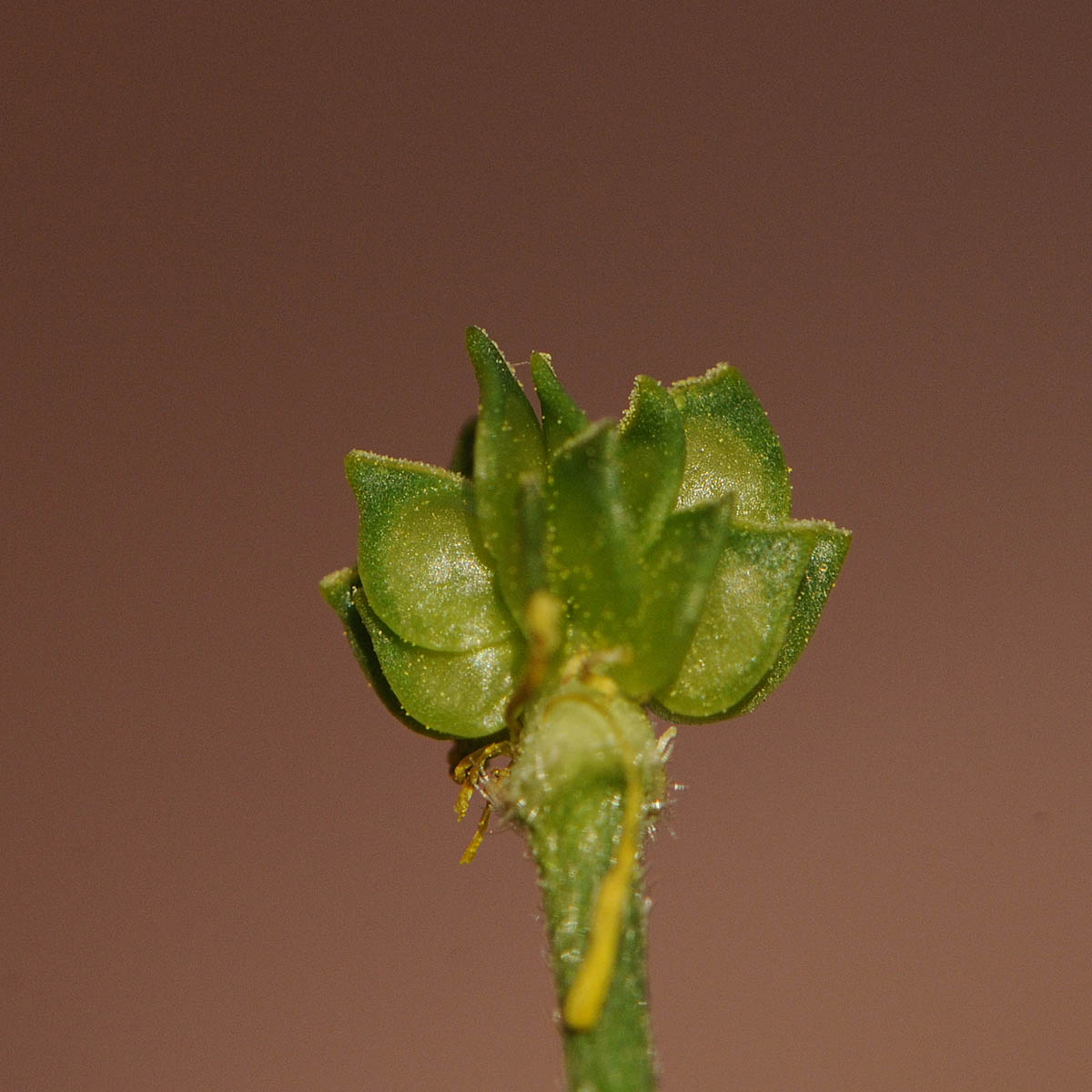 Ranunculus velutinus / Ranuncolo vellutato