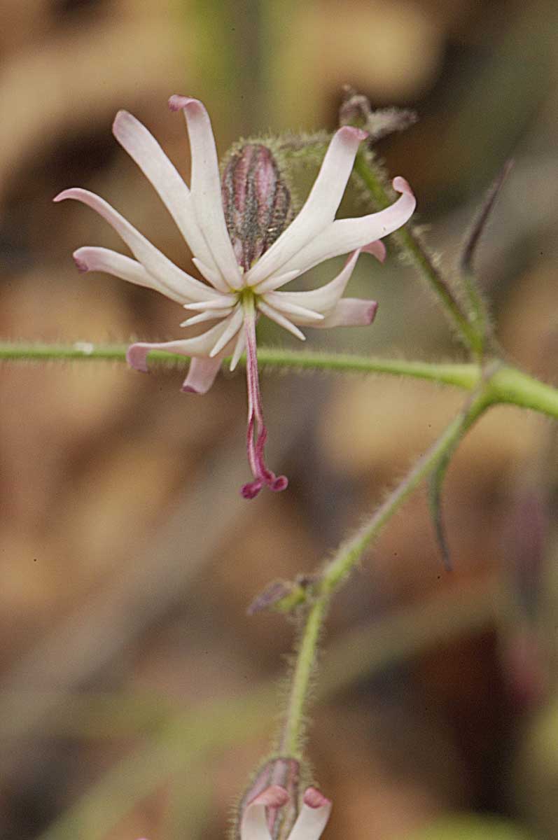 Silene nutans?