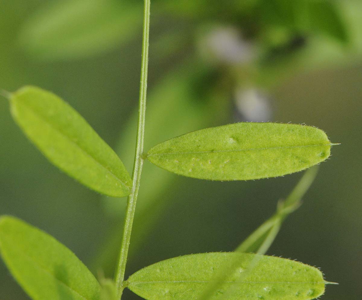 Vicia sativa subsp nigra