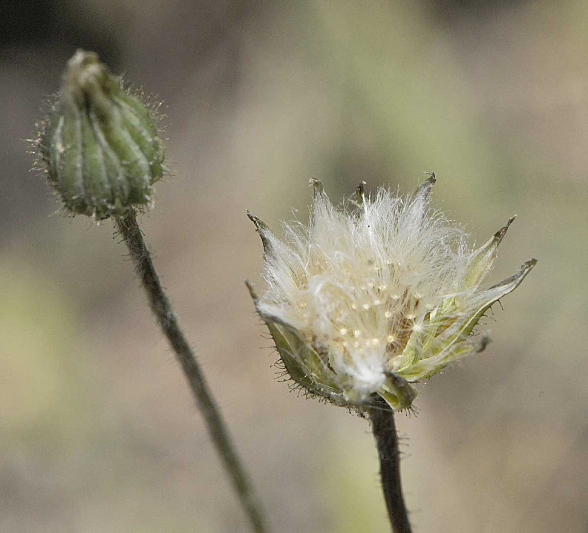 Crepis sancta