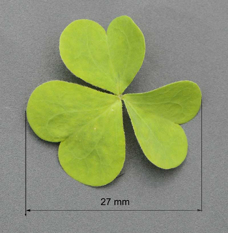 Oxalis dillenii / Acetosella di Dillenius