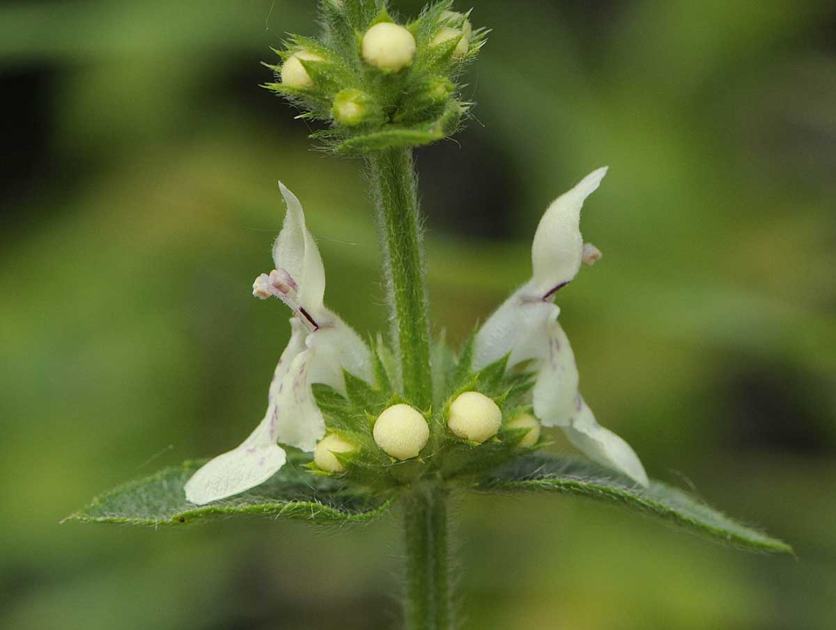 Stachys recta s.l.