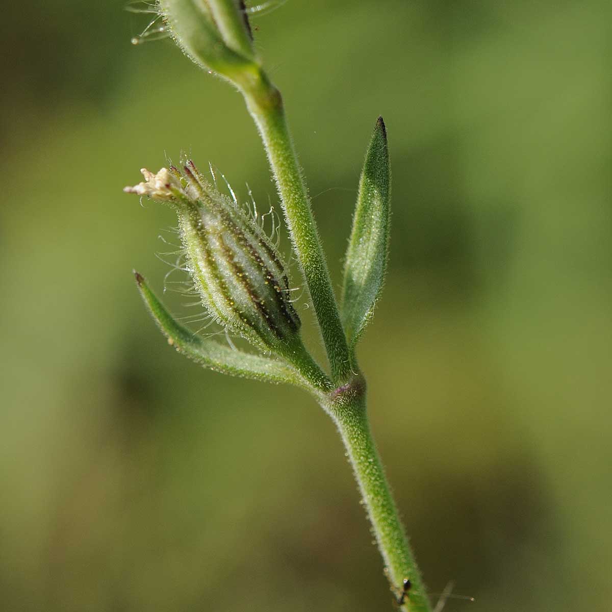 Silene gallica