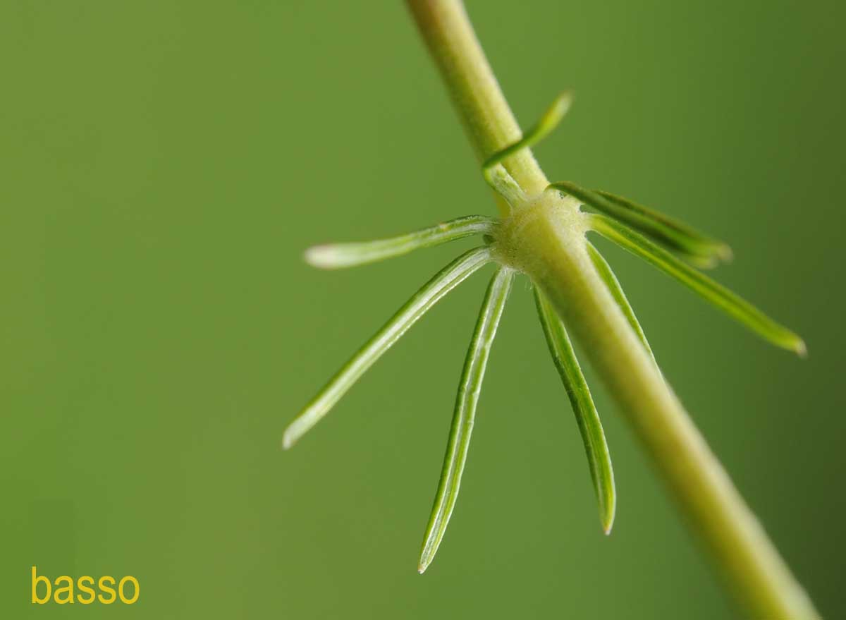 Galium verum?