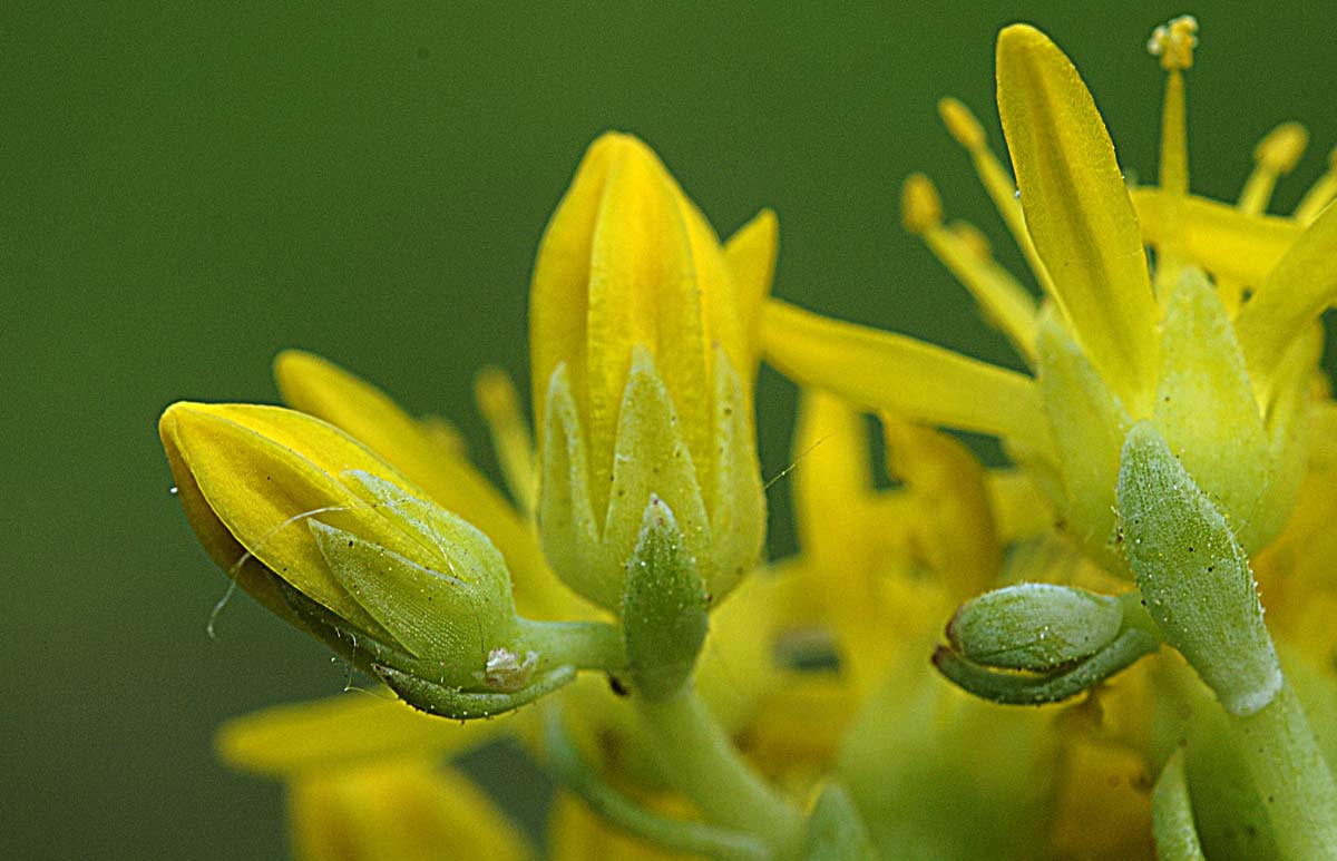 Petrosedum montanum (=Sedum motanum) / Borracina montana