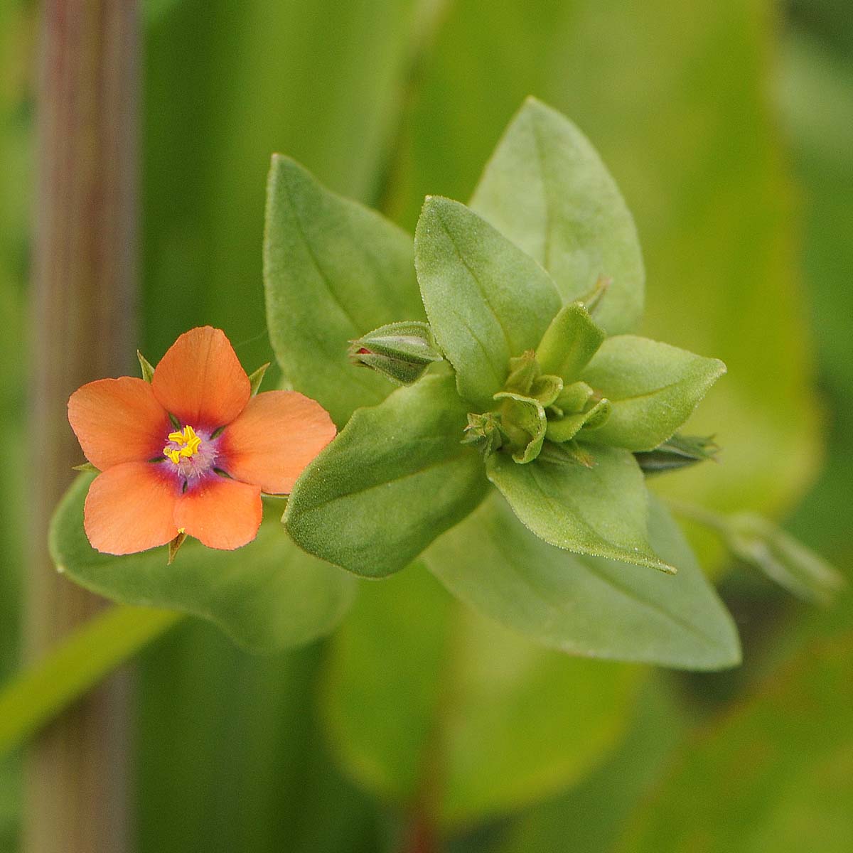 Lysimachia (=Anagallis) arvensis