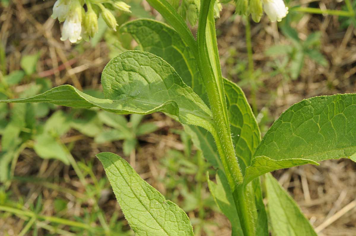 Symphytum officinale / Consolida maggiore