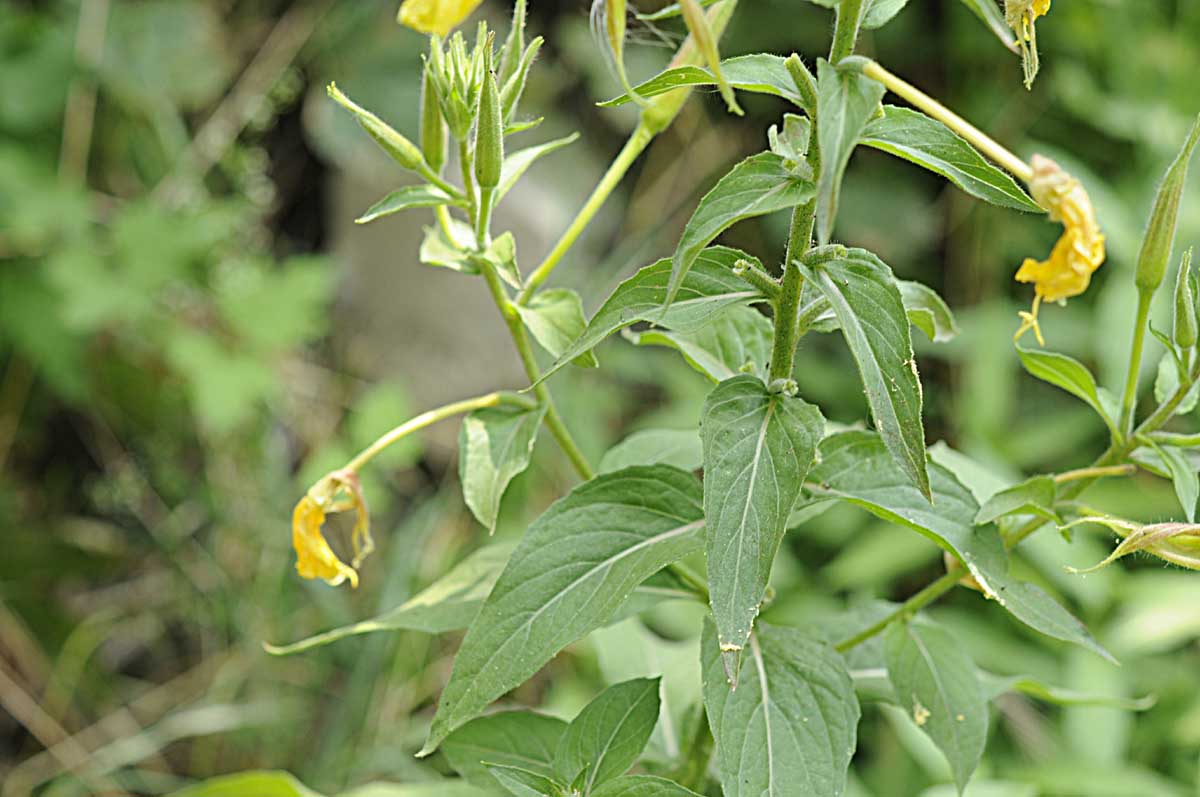 Oenothera glazioviana / Enagra di Lamark