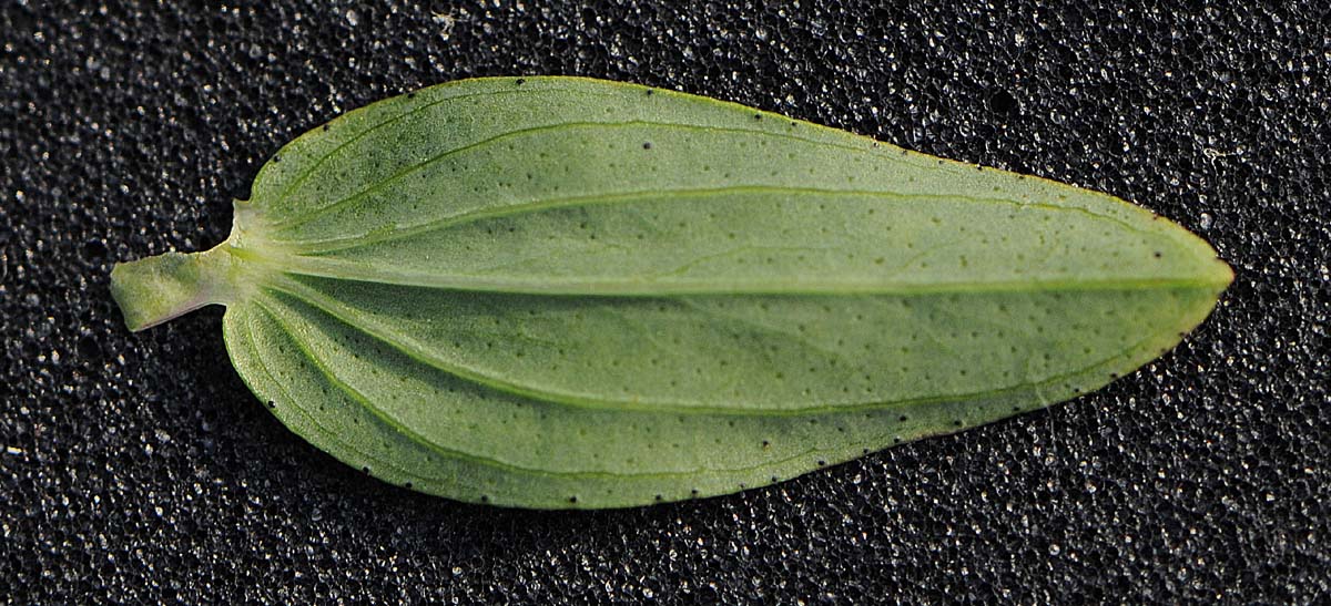 Hypercum perforatum subsp. perforatum  o  angustifolium?